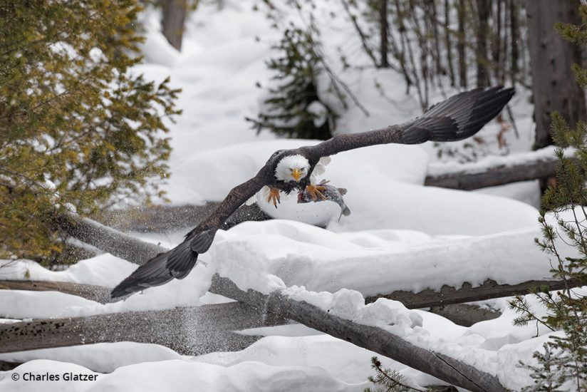 Image of an eagle at Yellowstone National Park