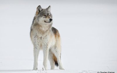 Canon RF800mm F5.6 L IS USM: A New Standard In Super-Telephoto Lenses