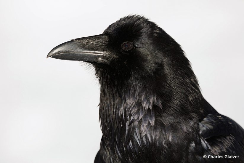 Image of a raven at Yellowstone National Park