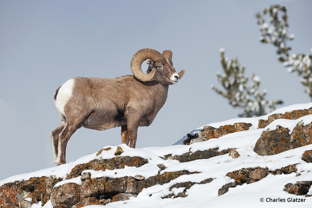 Image of a ram at Yellowstone National Park