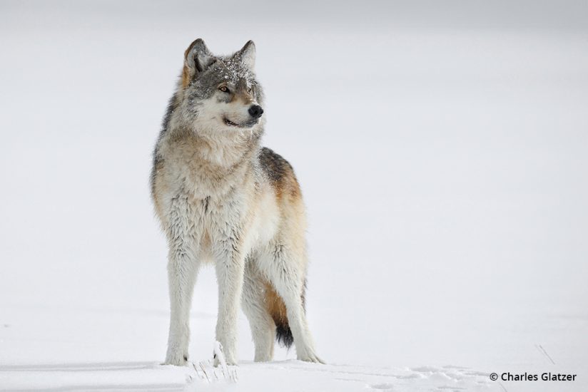 Photo of a wolf at Yellowstone National Park