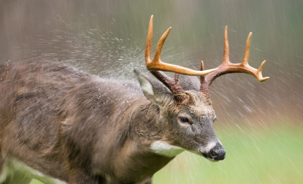Deer Hunting in the Rain: Tips and Tactics for Rough Conditions