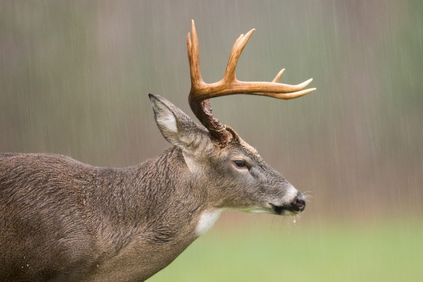 Deer Hunting in the Rain