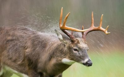 Deer Hunting in the Rain: Tips and Tactics for Rough Conditions