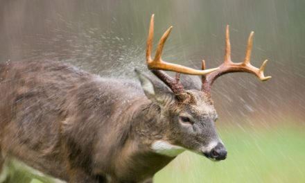 Deer Hunting in the Rain: Tips and Tactics for Rough Conditions