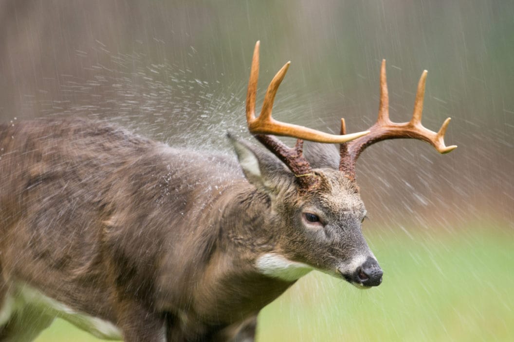 Deer Hunting in the Rain