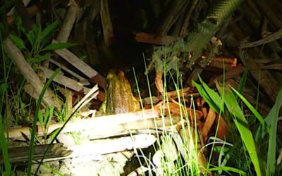 Frog Gigging 101: Facts and Tips for Amphibian Hunters