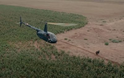 Helicopter Hog Hunting: The Costs and the Benefits