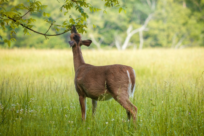 Hinge Cutting for Deer