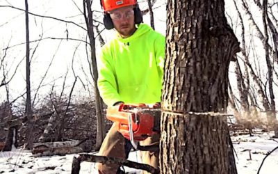 Hinge Cutting Trees for Deer: How and Why to Do It