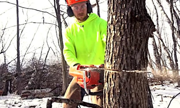 Hinge Cutting Trees for Deer: How and Why to Do It