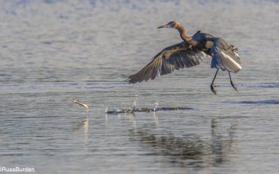 How To Photograph Birds In Flight