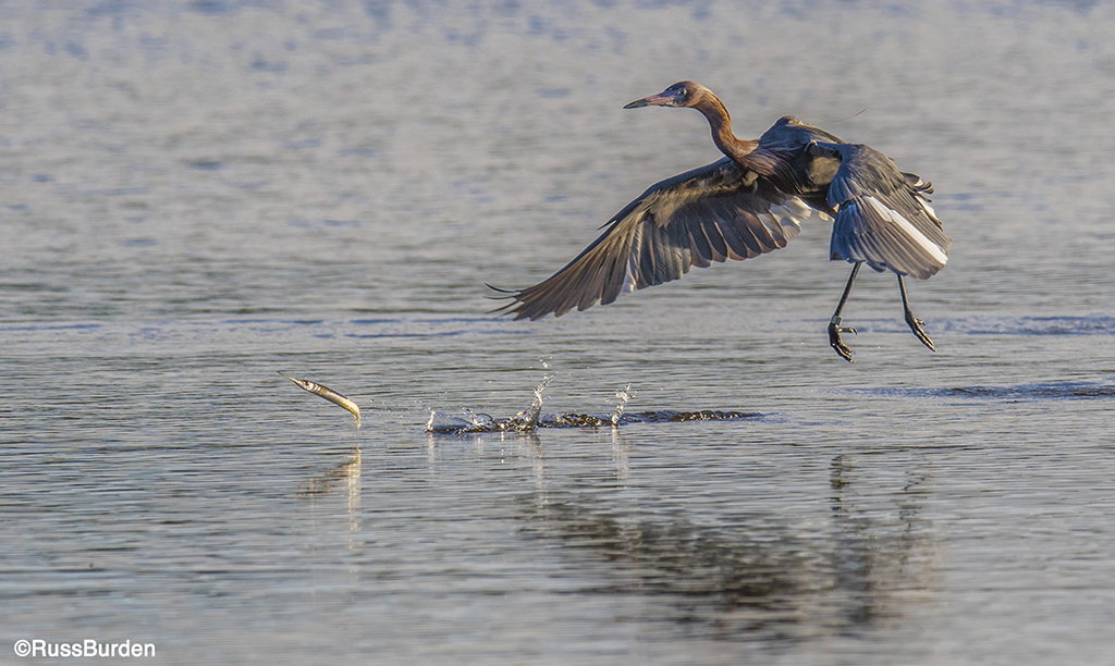 How To Photograph Birds In Flight