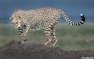 How To Take Sharp Photos