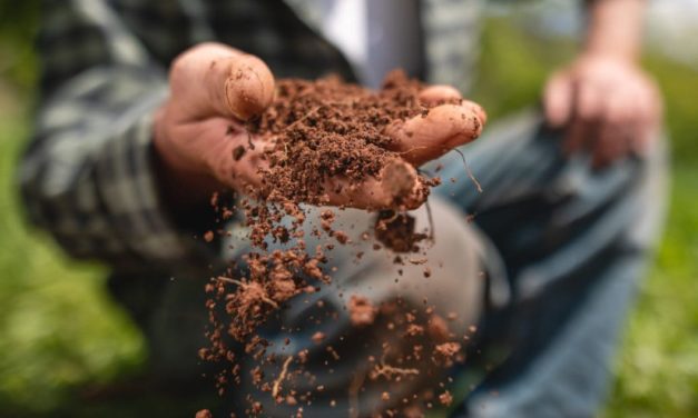 How to Test Your Soil for a More Effective Food Plot