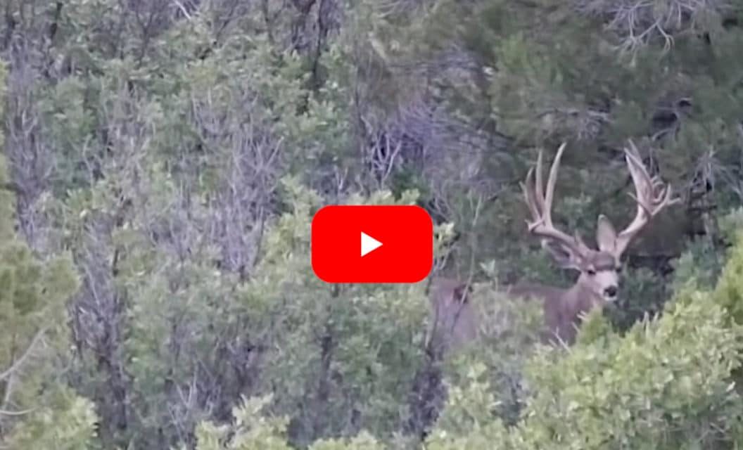 Hunters Spot and Stalk 250-Inch Mule Deer in Utah