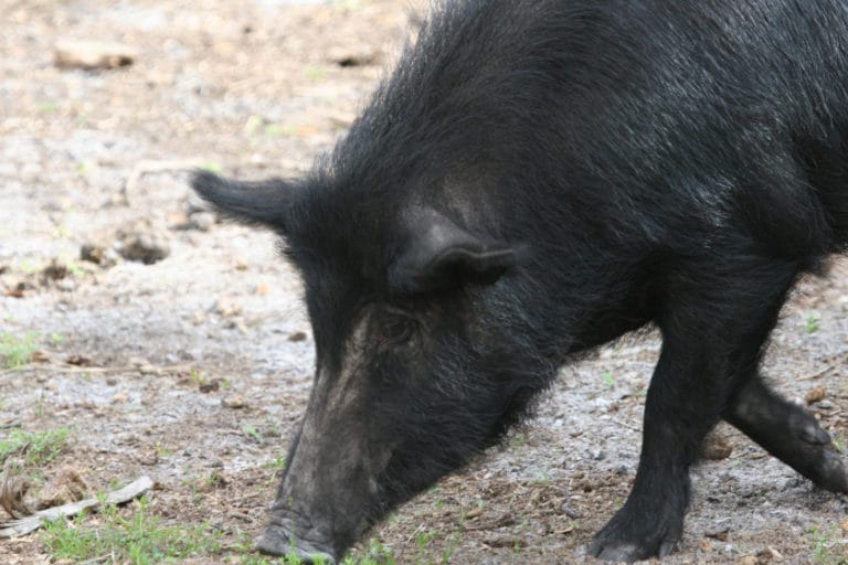 Hunting Hogs in A Guide to All Things Feral Swine Outdoor