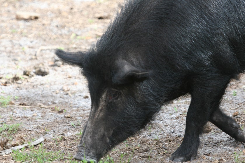 Hog Hunting in Georgia