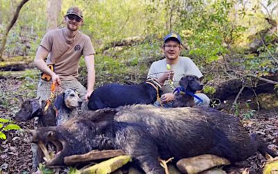 Hunting Hogs in Georgia: A Guide to All Things Feral Swine