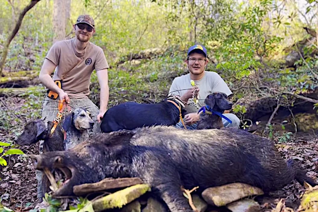 Hog Hunting in Georgia