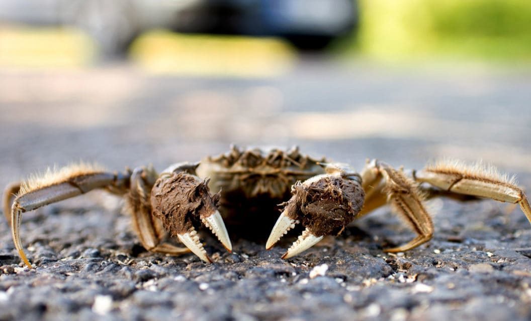 Invasive Chinese Mitten Crabs are Quietly Taking Over in New England