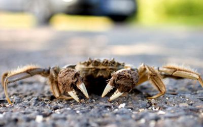 Invasive Chinese Mitten Crabs are Quietly Taking Over in New England