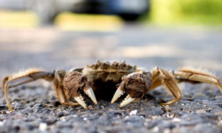 Invasive Chinese Mitten Crabs are Quietly Taking Over in New England