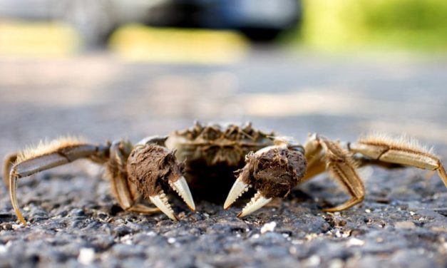 Invasive Chinese Mitten Crabs are Quietly Taking Over in New England