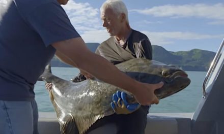 Jeremy Wade Tangles With a Massive, Angry Halibut in Alaska