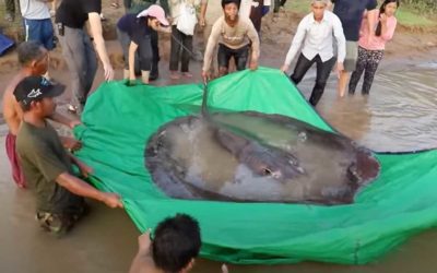 Largest Freshwater Fish Ever Caught is This 661-Pound Giant Stingray
