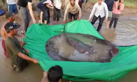 Largest Freshwater Fish Ever Caught is This 661-Pound Giant Stingray