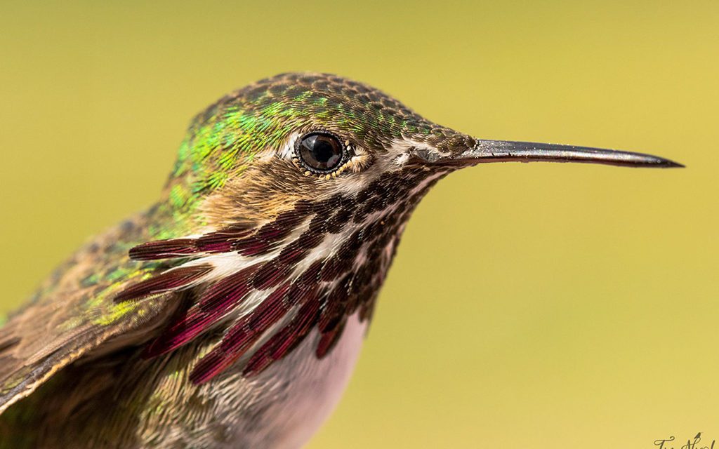 Macro Photography Assignment Winner Tim Nicol