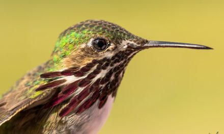 Macro Photography Assignment Winner Tim Nicol