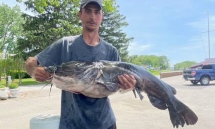 Michigan Confirms New State Record Flathead Catfish