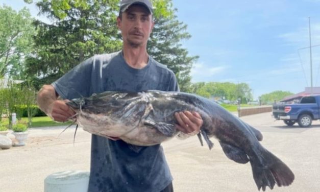 Michigan Confirms New State Record Flathead Catfish