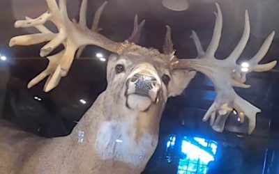 Missouri Monarch Buck Still Reigns Supreme as Largest Buck to Ever Live