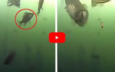 Northern Pike Swallows Up Bluegill That’s Too Focused on Angler’s Bait