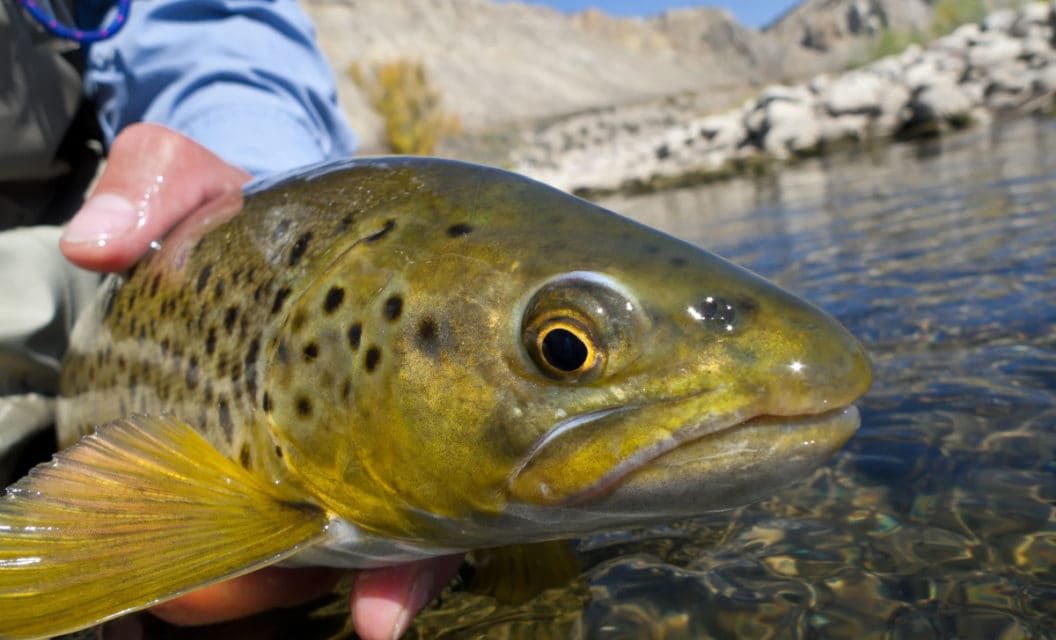 Our Top 5 Favorite Trout Fly Fishing Streams in the U.S.