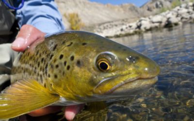 Our Top 5 Favorite Trout Fly Fishing Streams in the U.S.