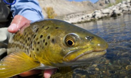 Our Top 5 Favorite Trout Fly Fishing Streams in the U.S.