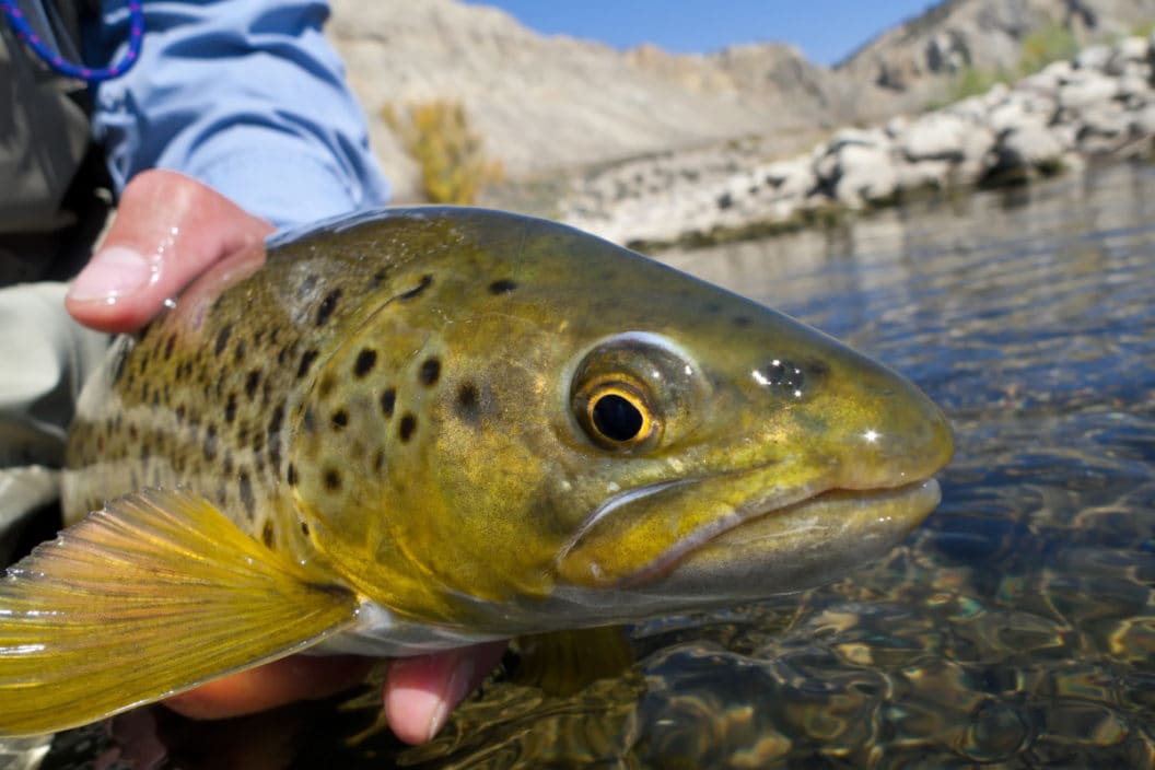 Fly Fishing Streams