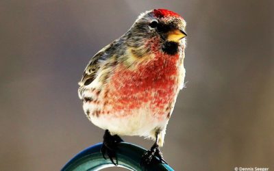 Photo Of The Day By Dennis Seeger