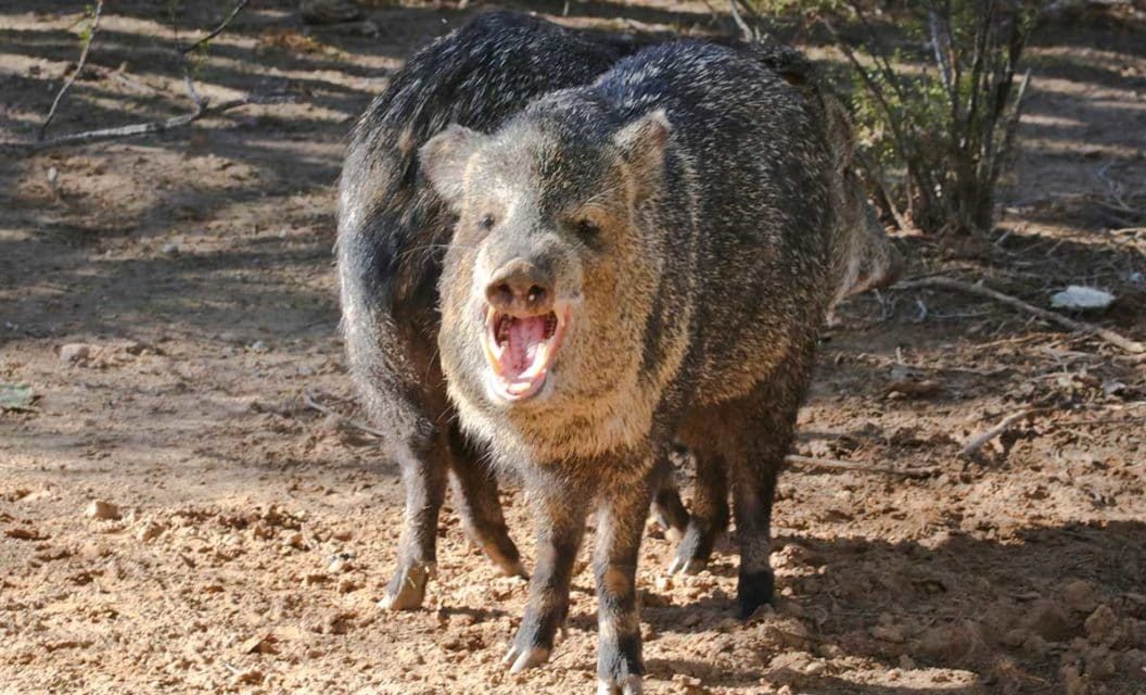 PHOTOS: 10 Weird Animals With Unique Looks, Traits, and Habits