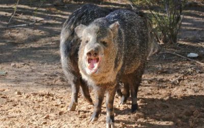 PHOTOS: 10 Weird Animals With Unique Looks, Traits, and Habits