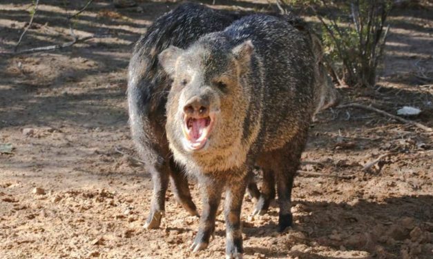 PHOTOS: 10 Weird Animals With Unique Looks, Traits, and Habits