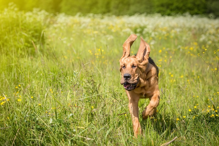 hunting dogs