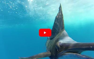 Sailfish Showcases Its Speed Keeping Up With Fast-Moving Motorboat