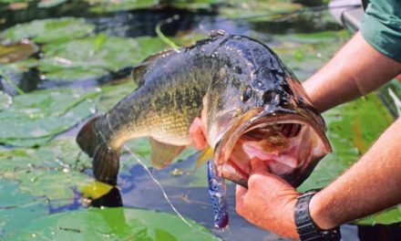 Sight Fishing Bass 101: Key Tips To Catch a Lunker