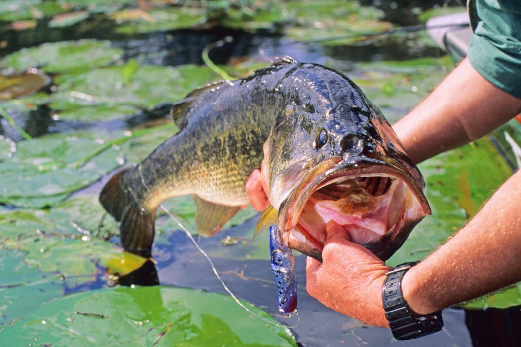 Sight Fishing Bass