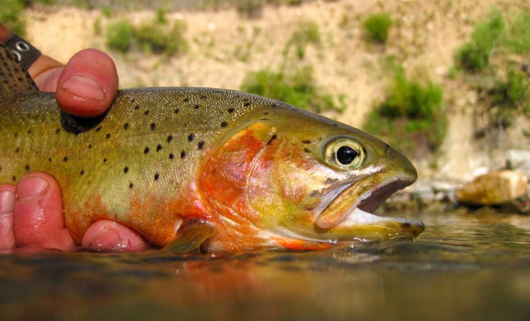 Summer Trout Fishing Tactics for When the Heat is On